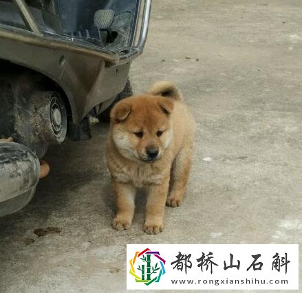 中华田园犬多少钱一只