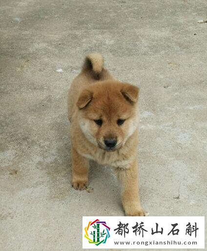 中华田园犬多少钱一只