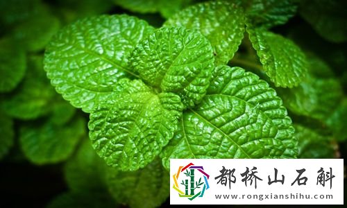 如何让老鼠自动离开家里【驱赶老鼠最有效方法】