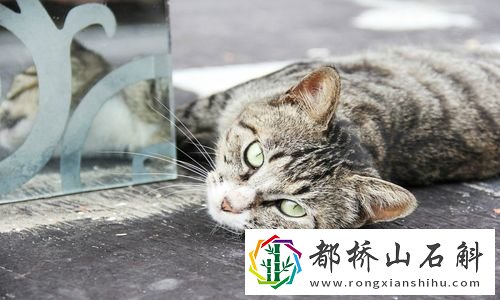 如何让老鼠自动离开家里【驱赶老鼠最有效方法】
