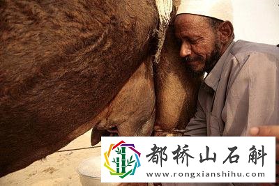 为啥医生不建议喝骆驼奶