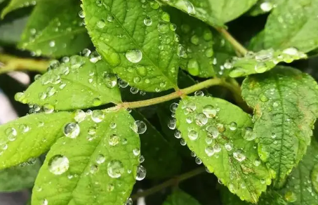 2022立夏有雨三伏热还是立夏无雨三伏热1