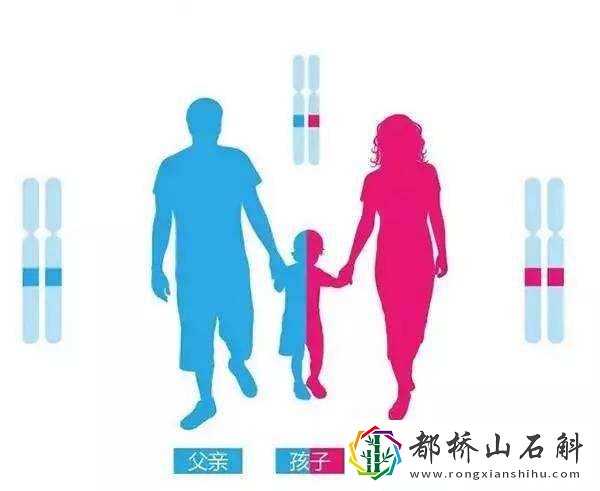 父子血型怎样辨别亲生