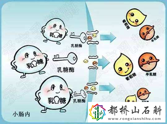 空腹喝完纯牛奶就拉稀是好事
