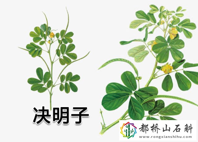 决明子的作用与功效和副作用