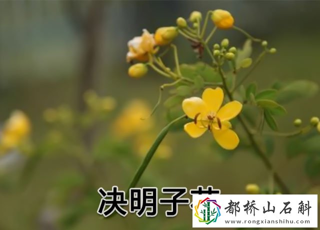 决明子的作用与功效和副作用