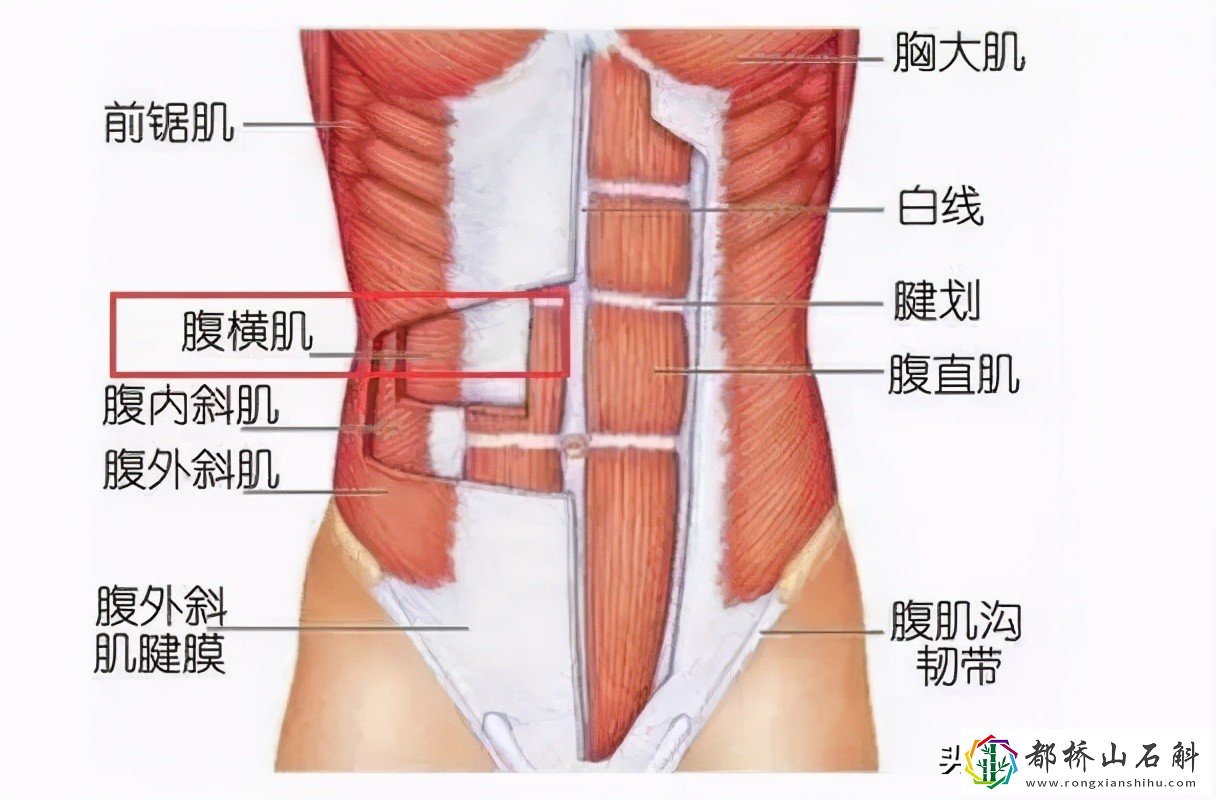 每天做平板支撑可以减肥吗
