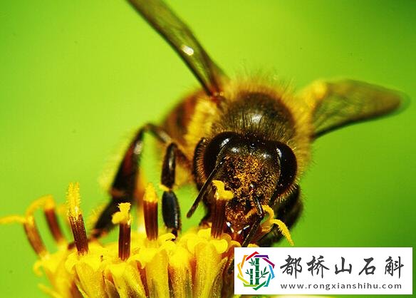 被蜜蜂蛰了怎么消肿止痒的最快方法
