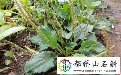 女性喝车前草泡水喝好处【车前草的功效与作用】