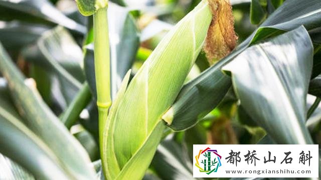 菜籽油和玉米油哪个好吃