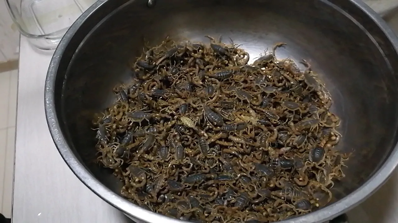 蝎子怎么处理才能吃
