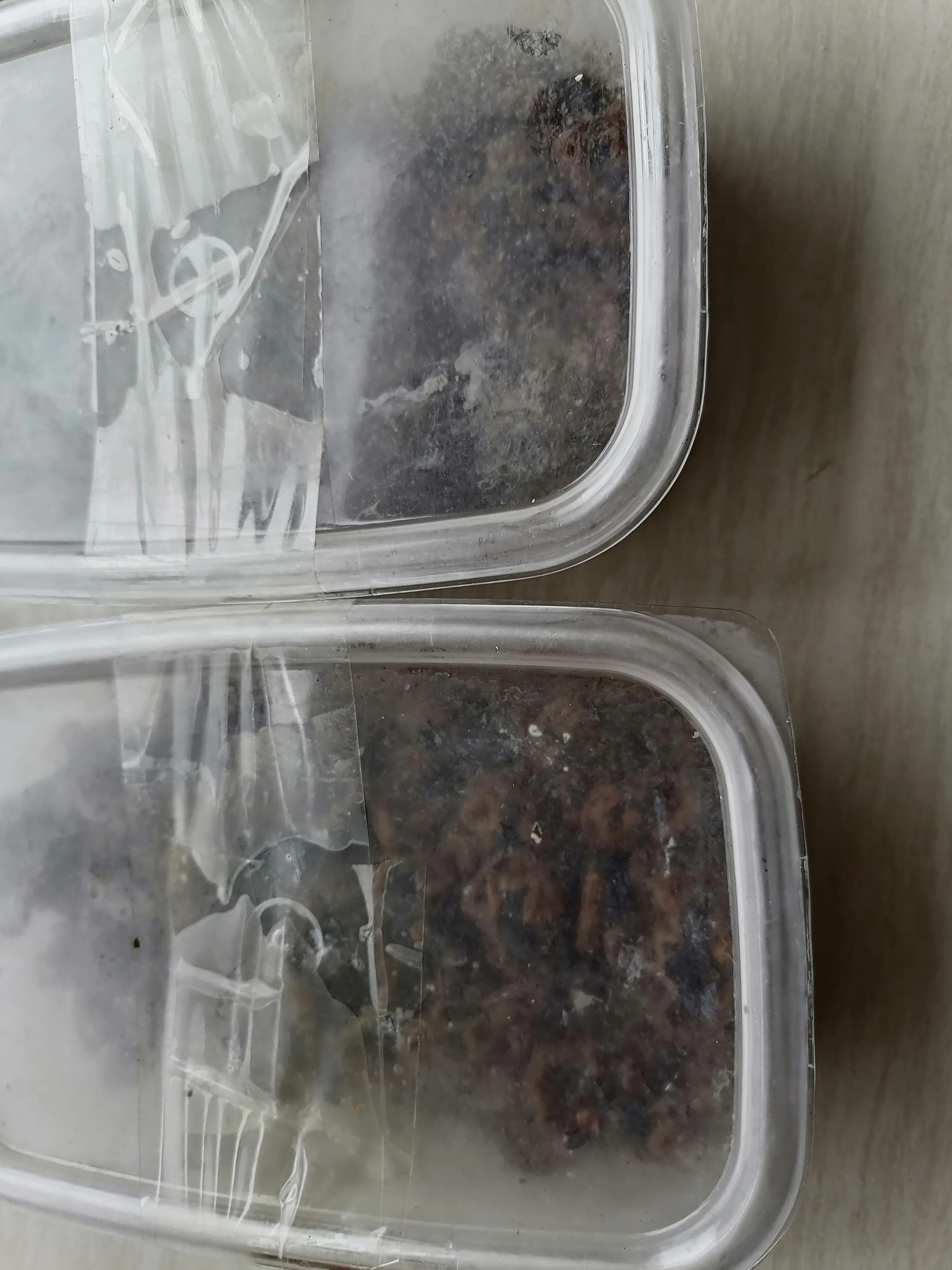 蝎子怎么处理才能吃