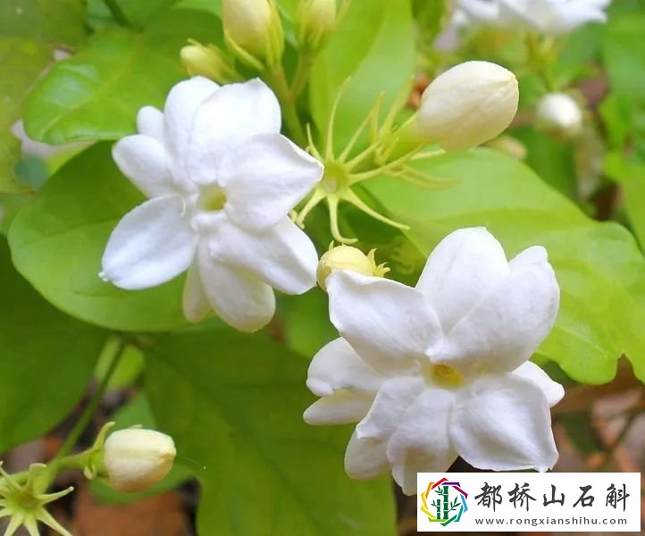 睡觉房间放什么植物好【卧室放什么植物对身体最好】