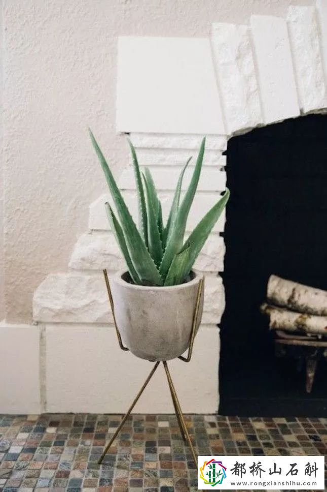 睡觉房间放什么植物好【卧室放什么植物对身体最好】