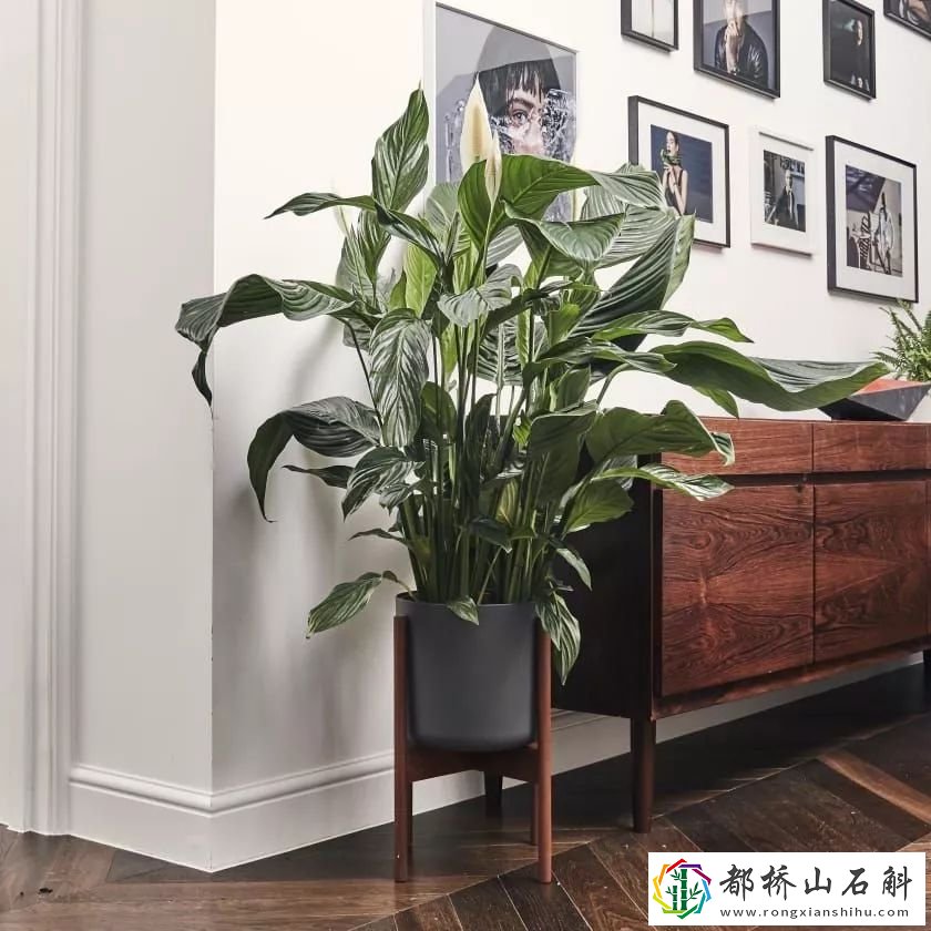 睡觉房间放什么植物好【卧室放什么植物对身体最好】