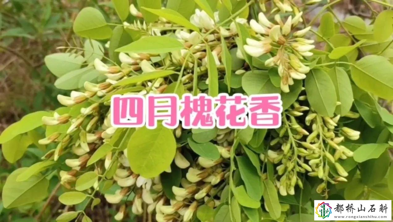槐花什么时候采摘最好
