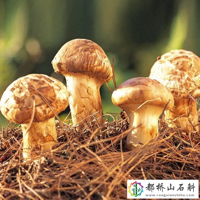 干松茸怎么泡发和吃法