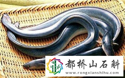 鳗鱼的功效与作用禁忌