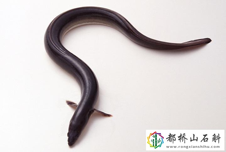 鳗鱼的功效与作用禁忌