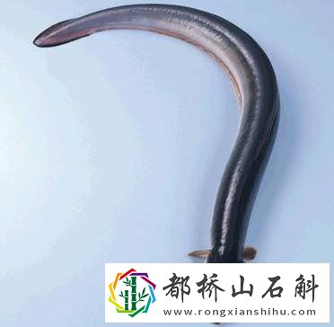 鳗鱼的功效与作用禁忌