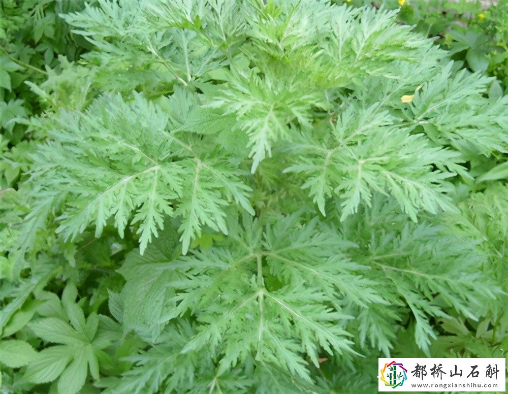喝茵陈水有什么好处与坏处