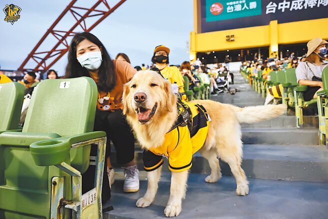 中信兄弟週末举办「洲际有ㄍㄨㄢˋㄍㄨㄢˋ主题日」，首日观众人数7058人，毛小孩数量历年最多，狗342只、猫44只，还有2只大象、1只龙及1草鸮。（中信兄弟提供）