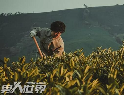 金山上的树叶主演是谁