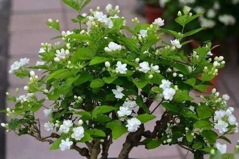 茉莉花的养殖方法和注意事项有哪些4