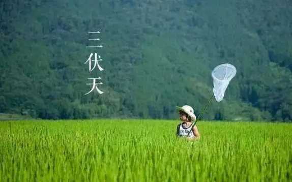 2022年入伏时间和出伏时间表1