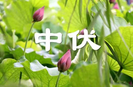 2022年中伏是十天还是二十天3