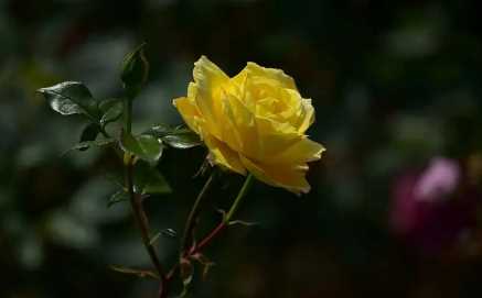 月季花叶子发黄枯萎是怎么回事1