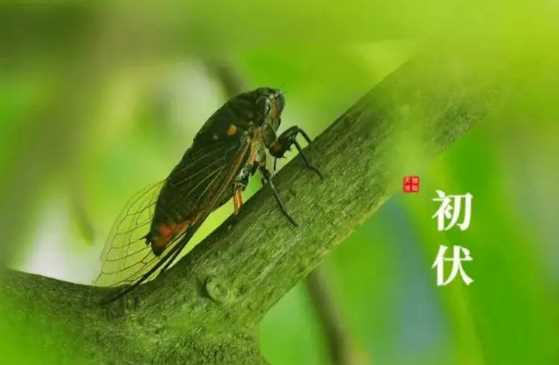 2022年初伏是7月几号3