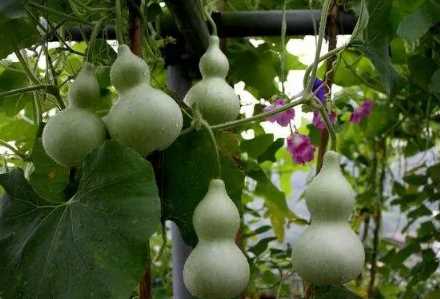 卧室门挂葫芦挂门外还是门里3