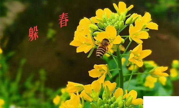 躲春